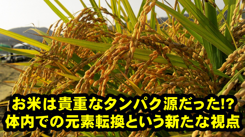 炭水化物からタンパク質を合成できる人体!肉食よりごはんを食べる方が長生きできる理由とは?